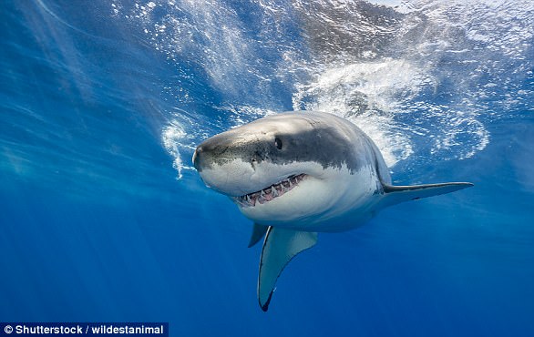 Rising Temperatures Could Bring Great White Sharks Back to British Waters