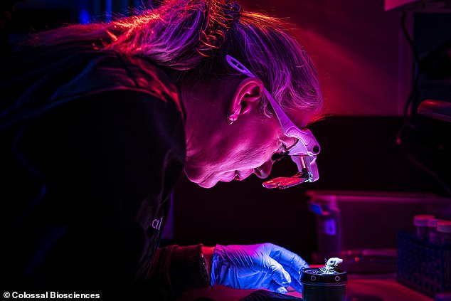 Scientists hatch live chicks using artificial eggs, advancing de-extinction efforts.