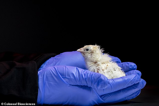 Scientists hatch live chicks using artificial eggs, advancing de-extinction efforts.