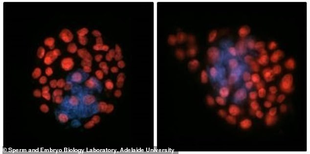 China sends artificial embryos to space station to study zero-gravity reproduction risks.
