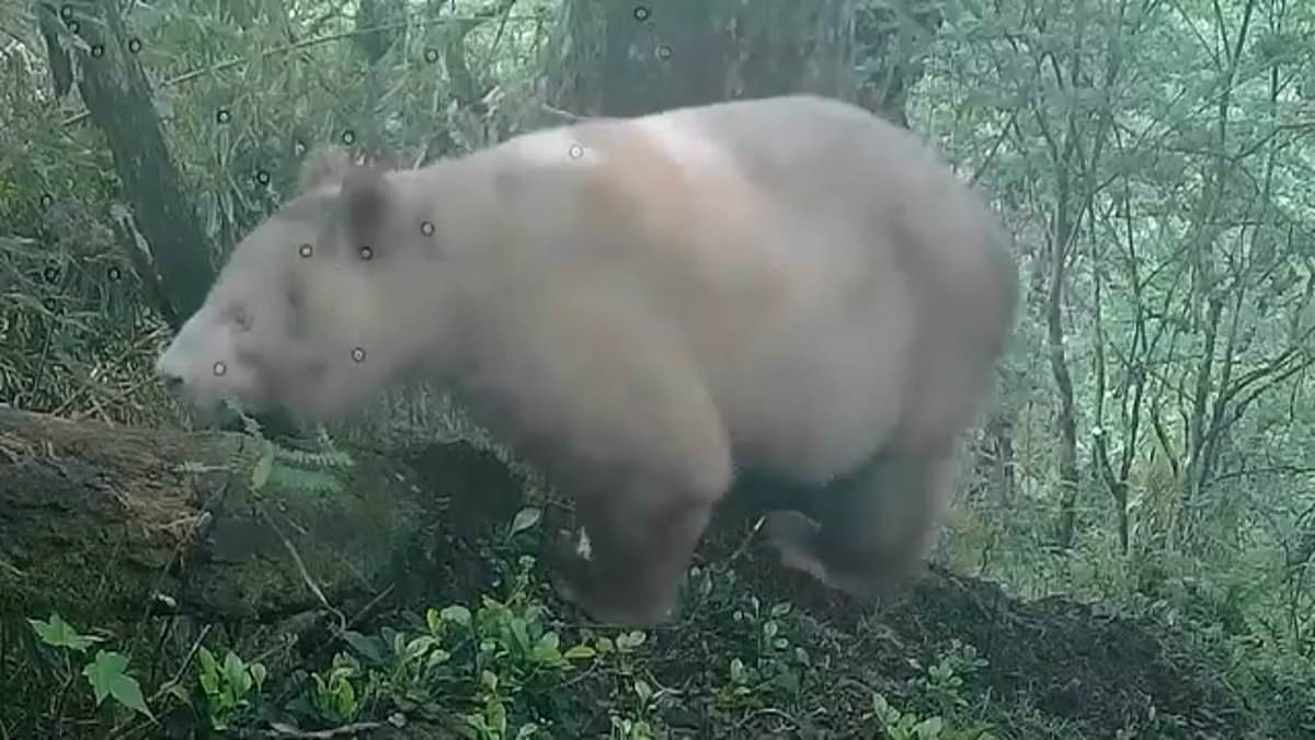 Albino panda thriving in Sichuan wild offers conservation hope