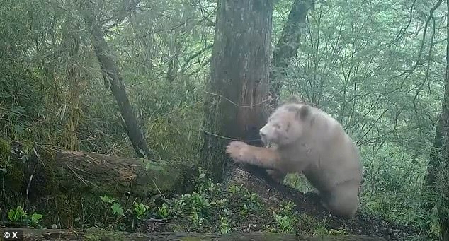 Albino panda thriving in Sichuan wild offers conservation hope