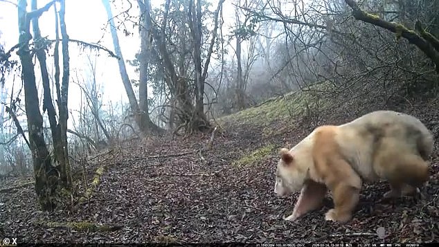 Albino panda thriving in Sichuan wild offers conservation hope