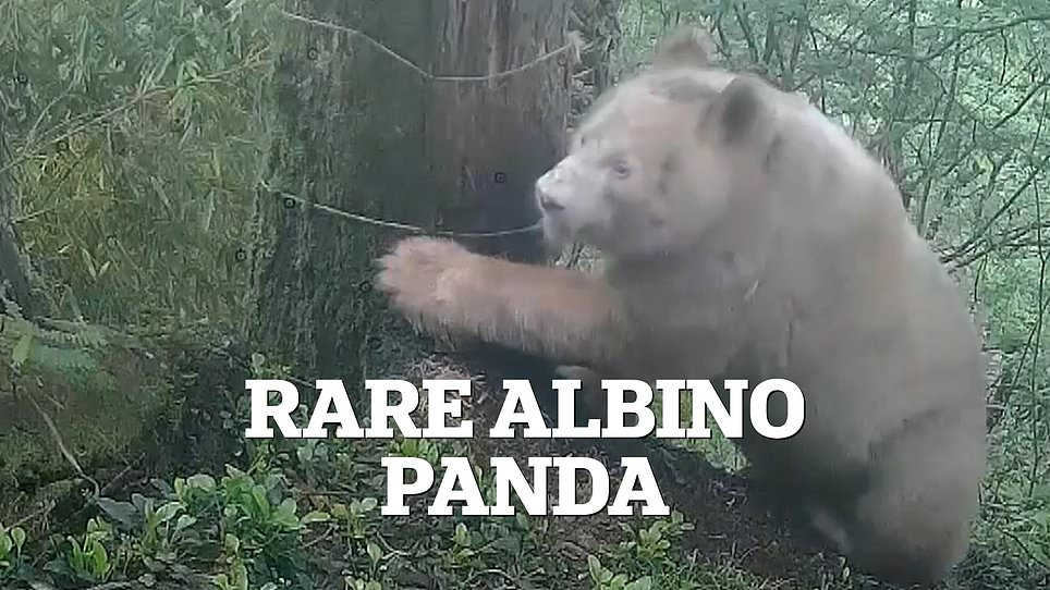 Albino panda thriving in Sichuan wild offers conservation hope