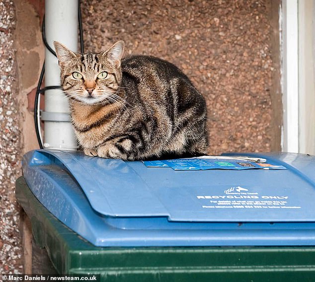 Woman Dumps Cat in Bin Sparks Global Outrage and Life Changes