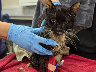 Woman Dumps Cat in Bin Sparks Global Outrage and Life Changes