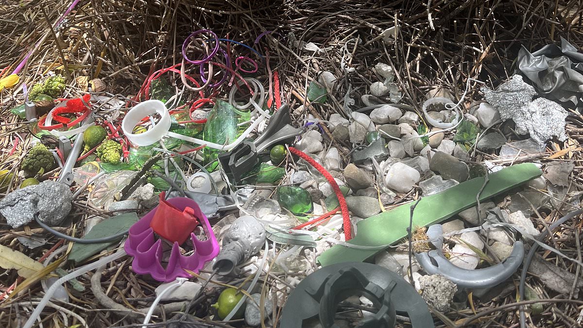 Australian Bowerbirds Now Decorate Nests With Plastic Trash And Toys