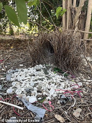 Australian Bowerbirds Now Decorate Nests With Plastic Trash And Toys