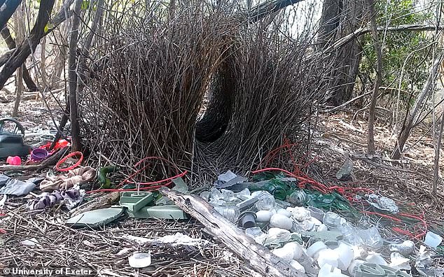 Australian Bowerbirds Now Decorate Nests With Plastic Trash And Toys