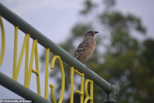 Australian Bowerbirds Now Decorate Nests With Plastic Trash And Toys
