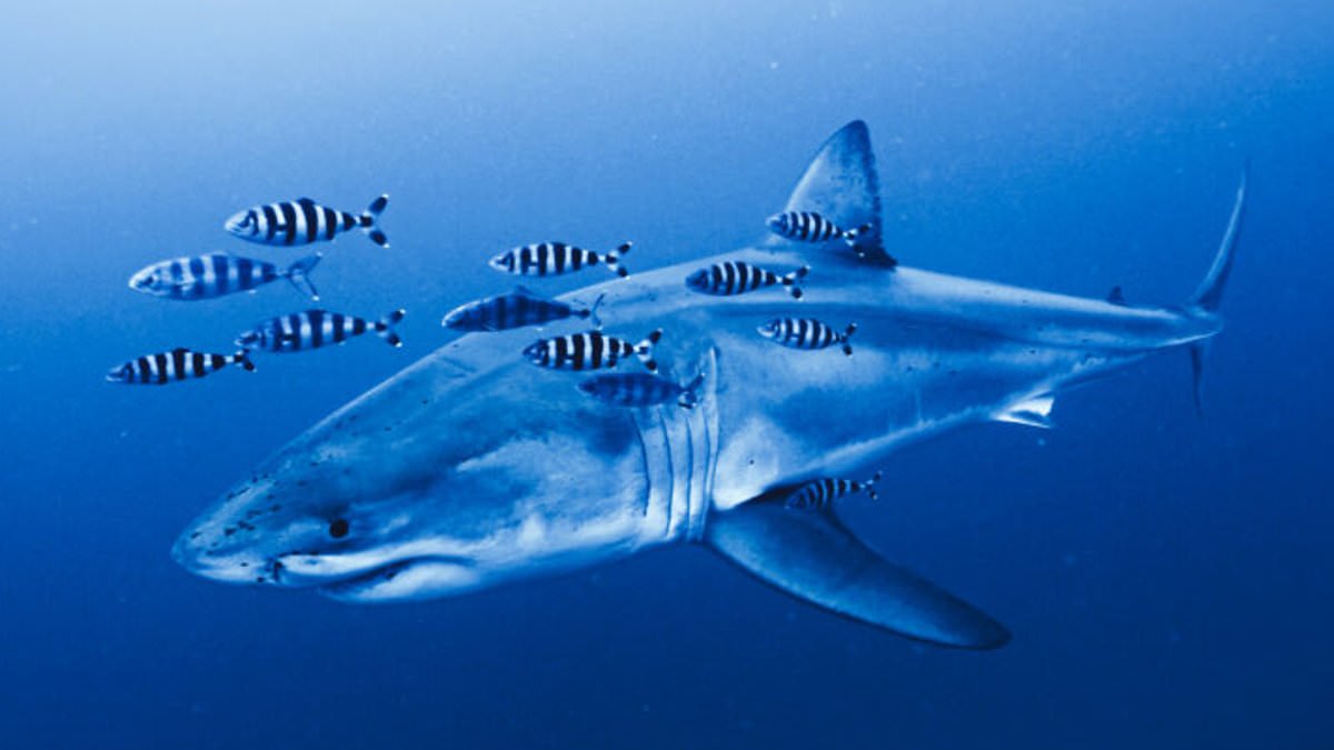 Great White Sighting in Mediterranean Sparks Global Review of Shark Risks