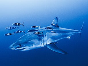 Great White Sighting in Mediterranean Sparks Global Review of Shark Risks