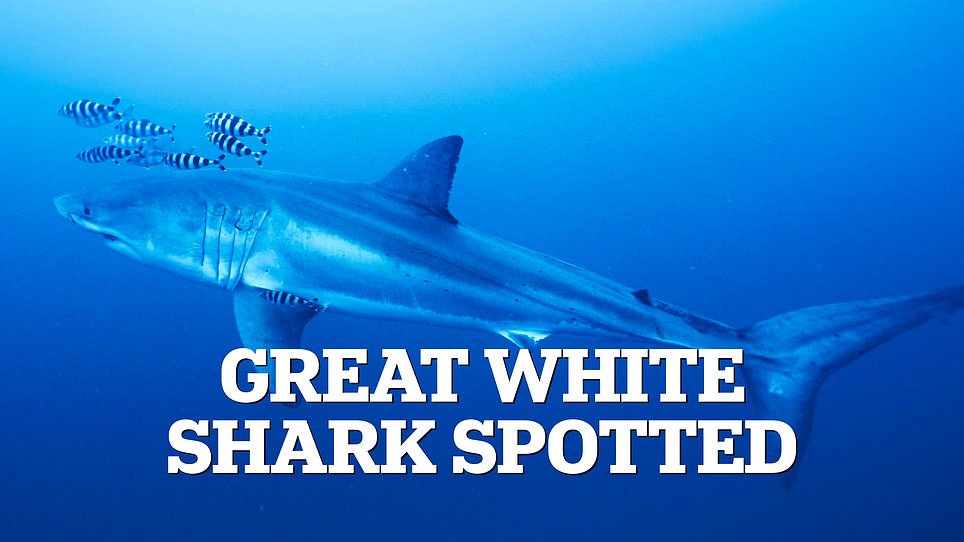 Great White Sighting in Mediterranean Sparks Global Review of Shark Risks